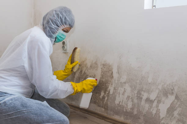 Best Commercial Mold Removal  in Seneca, IL