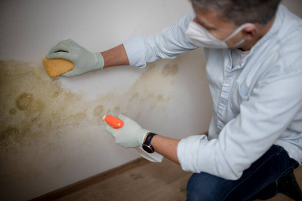 Best Home Mold Removal  in Seneca, IL