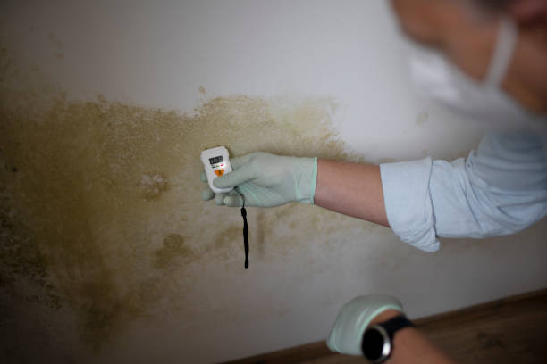 Best Mold Remediation Experts  in Seneca, IL