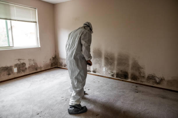 Best Fast Mold Removal  in Seneca, IL