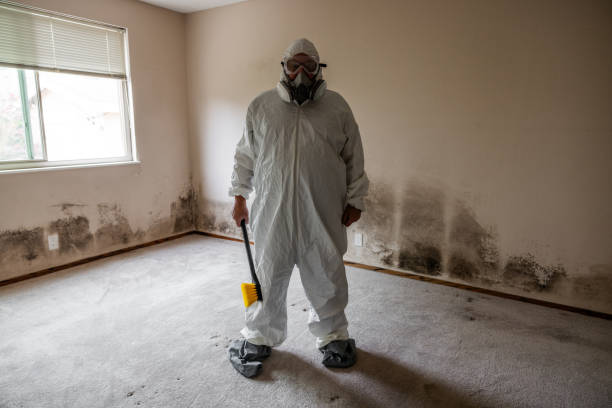 Best Black Mold Removal  in Seneca, IL