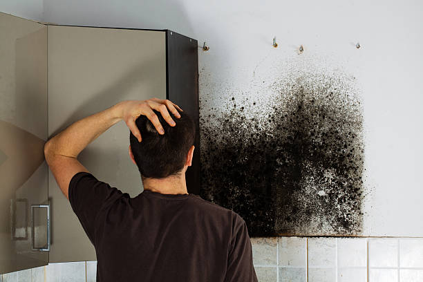 Best Mold Remediation  in Seneca, IL