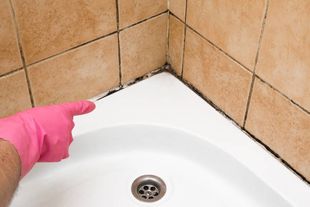 Best Mold Damage Repair  in Seneca, IL