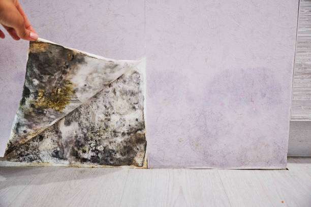 Best Mold Remediation  in Seneca, IL